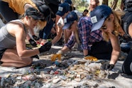 Conservation Projects In New Zealand