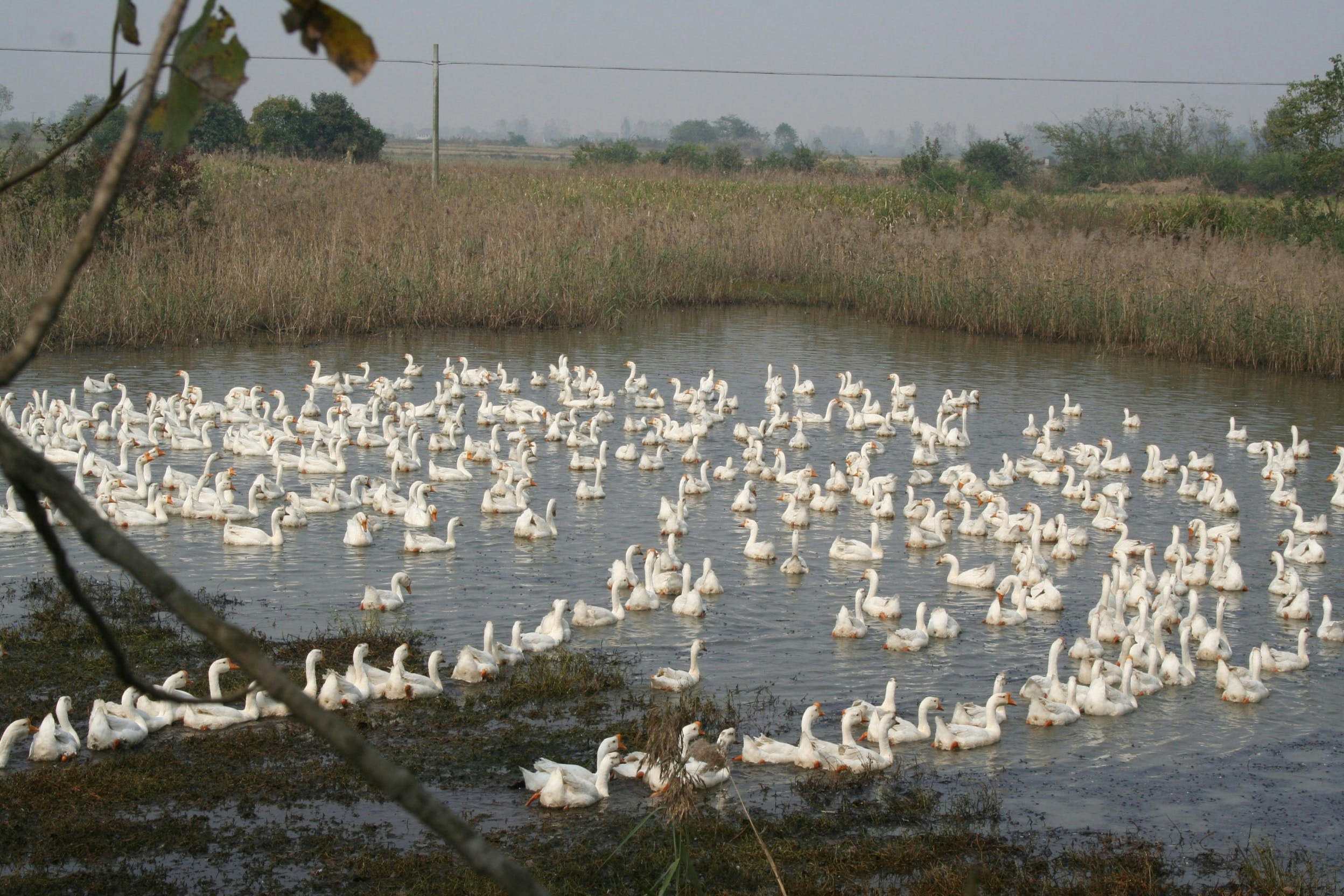 White geese at a farm in Lu’an, Anhui, China White geese at a farm in Lu’an, Anhui, China