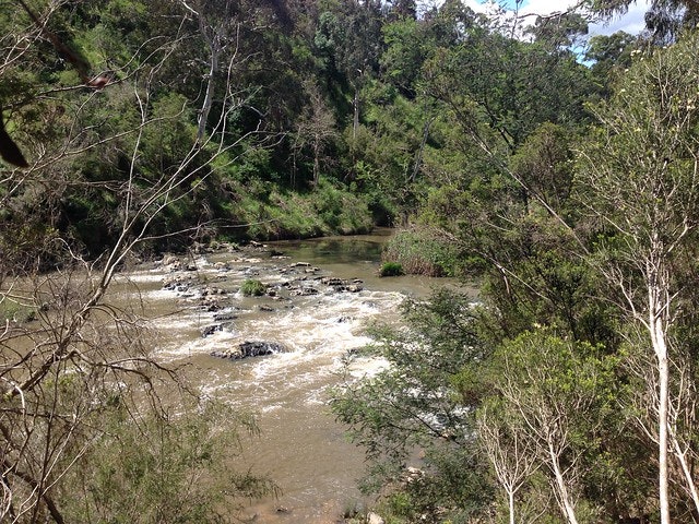Rapits at Westerfolds Park