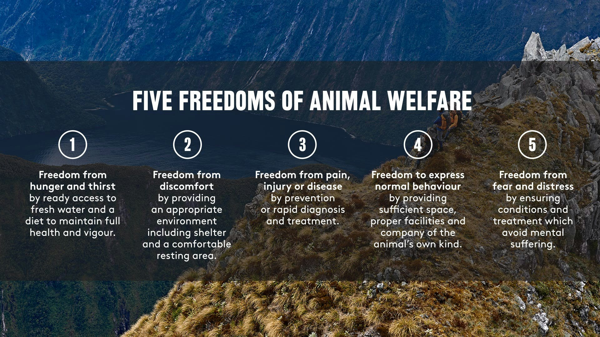Diagram showing the five freedoms of animal welfare