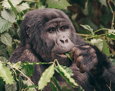 Gorillas and game parks