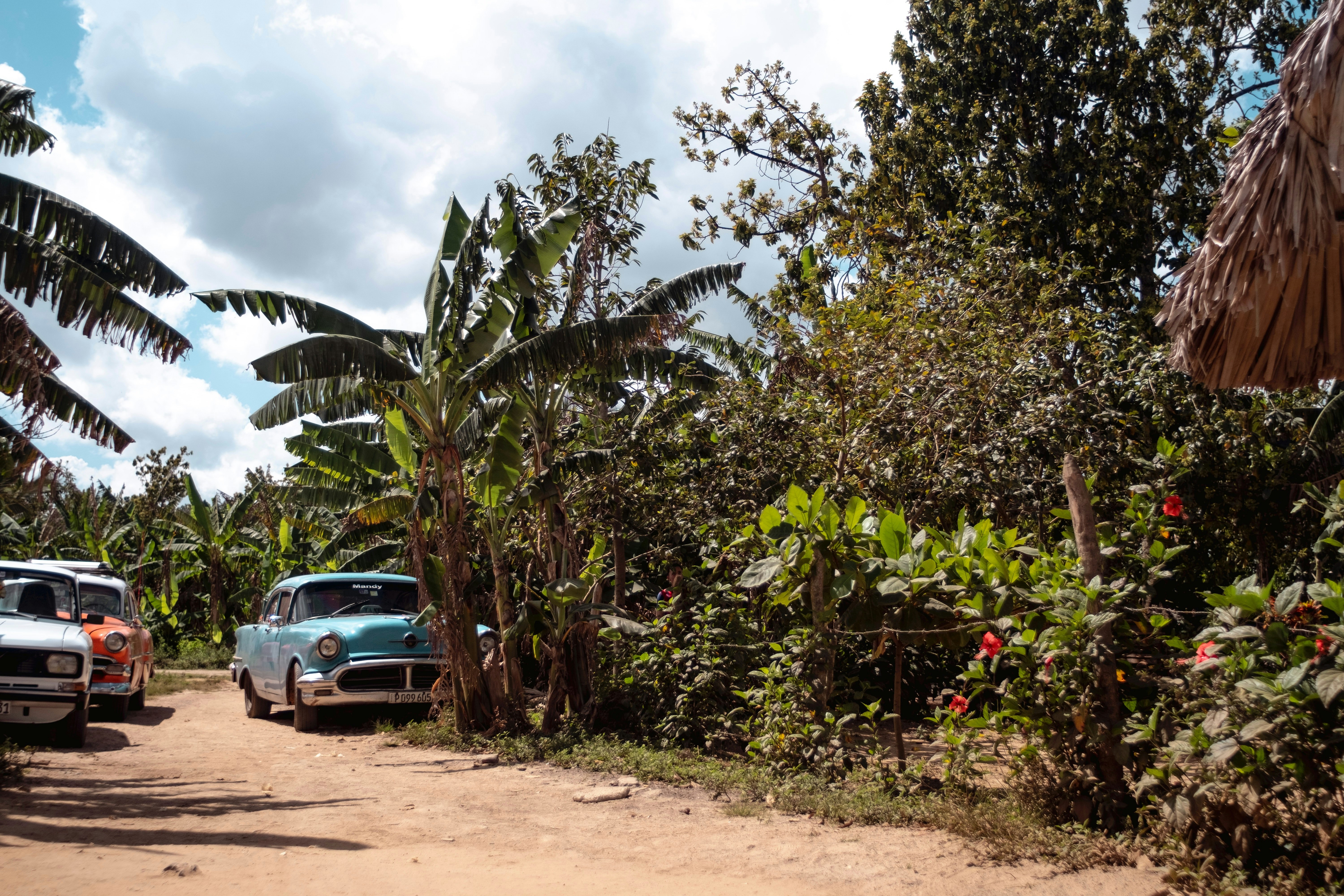 Vintage cars parked by vegetation in Cuba