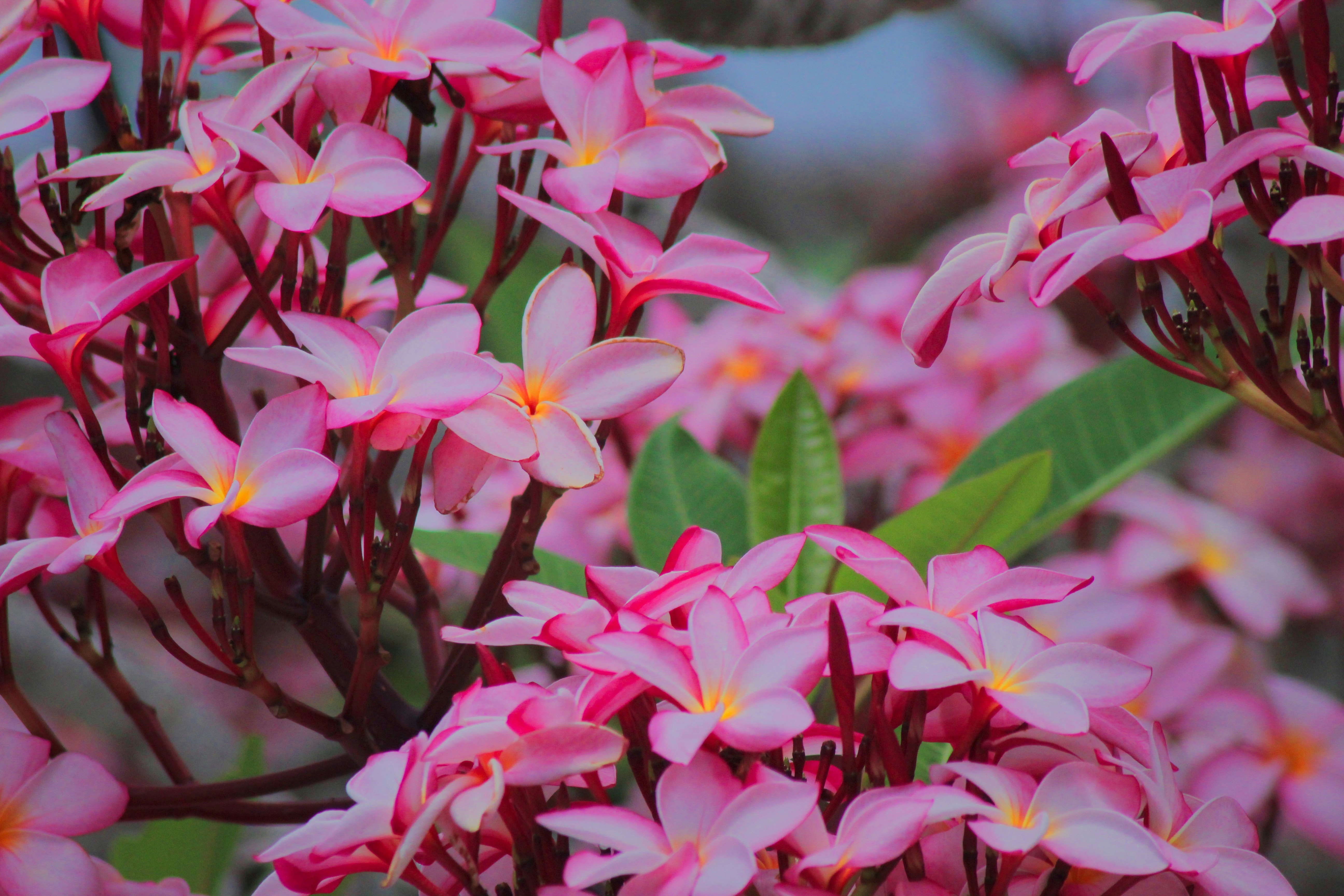 Wild orchids are peppered across Cuba, and can be found on the Pico Turquino walk Wild pink orchids native to Cuba