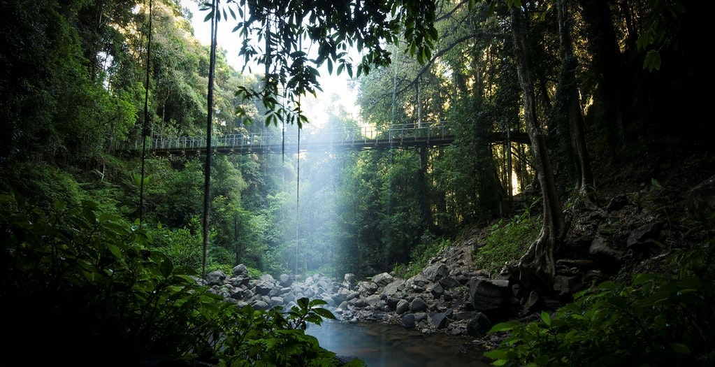Gondwana Rainforest NSW