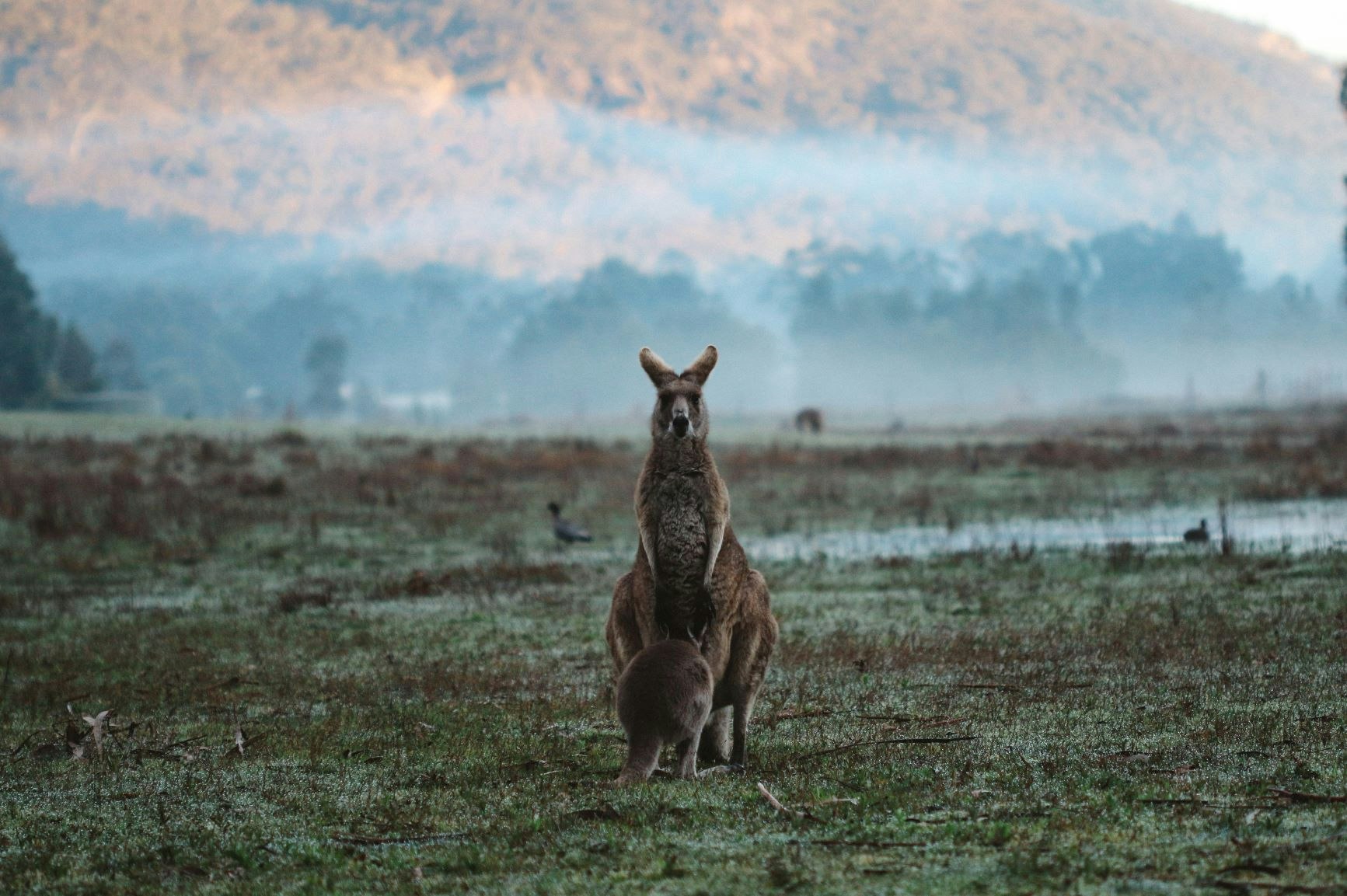 Kangaroo