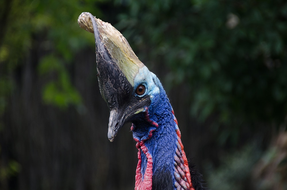 The cassowary is an elusive but stunning bird. Never approach a cassowary as they are known to be dangerous. Cassowary