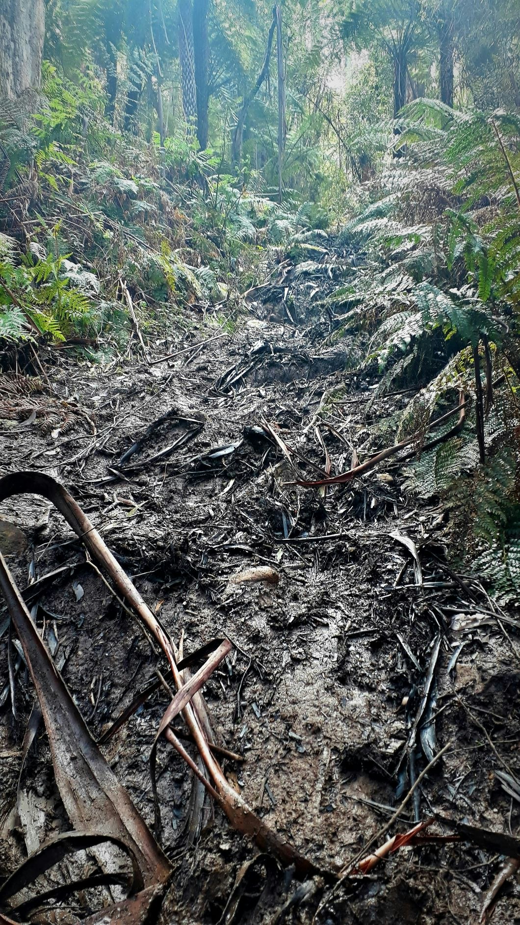 Spring can see a lot of rain turn the Mt Donna Buang trail into a boggy mess. Enjoy! Muddy trail at Mt Donna Buang