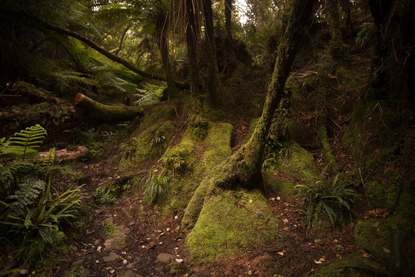 Expect a different kind of trail run on Rakiura - Stewart Island Ferns on the Rakiura Track, New Zealand