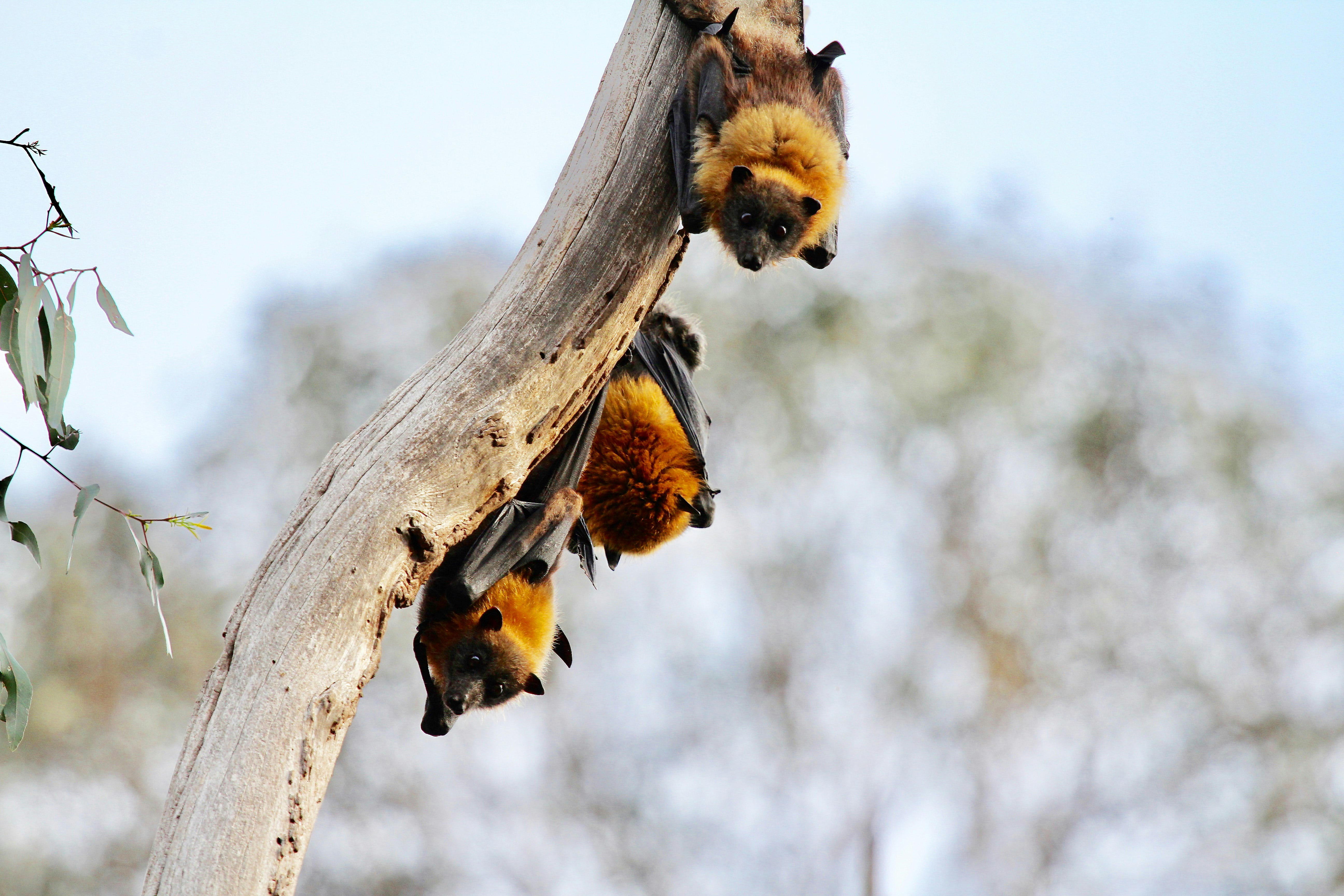 Trails near Yarra Bend are home to Melbourne's friendly, but noisy, bat population Bats hanging in a Eucalyptus tree