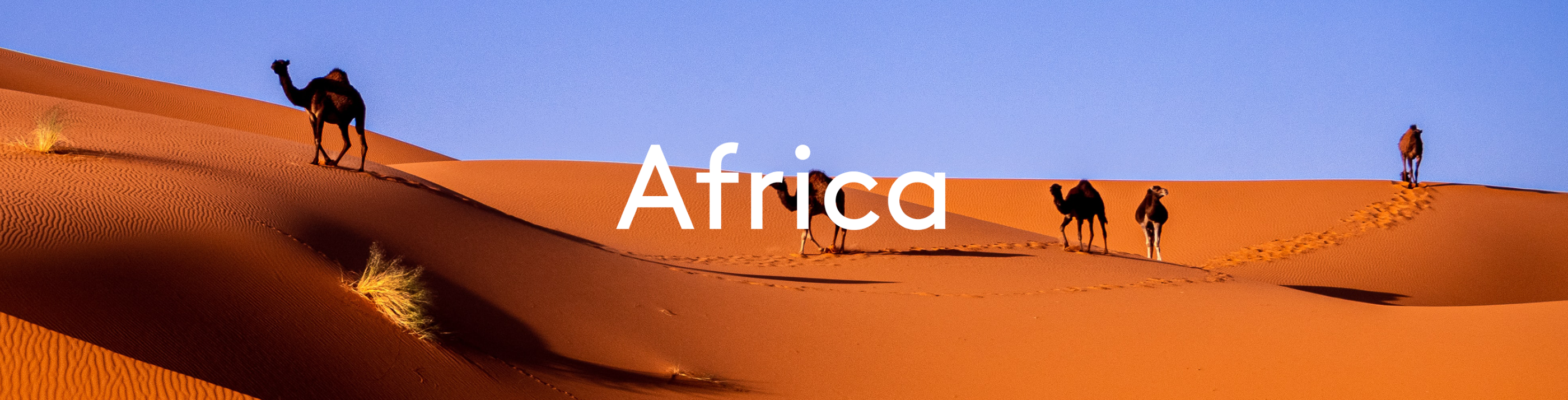 African desert with camels with 'Africa' text overlay